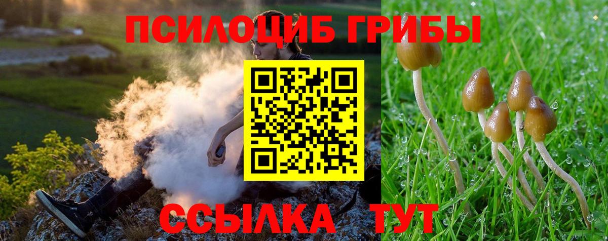 Галлюциногенные грибы Psilocybe Шарыпово